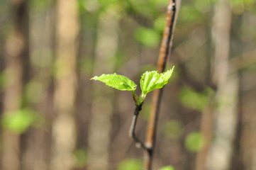 branch of a tree in spring