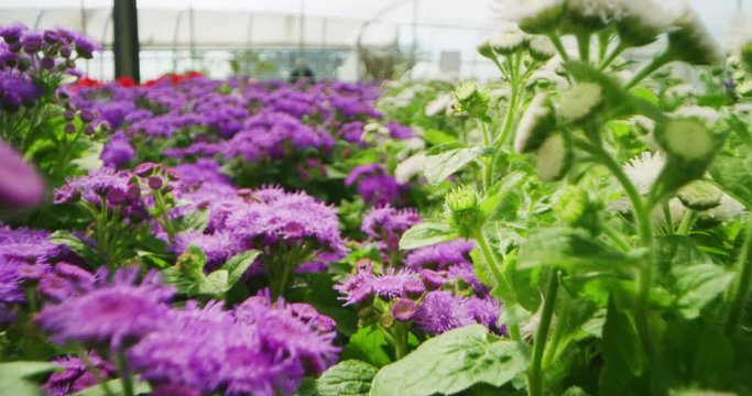 Slow motion alternative angle shot of fresh colorful flowers in a greenhouse in a sunny day.