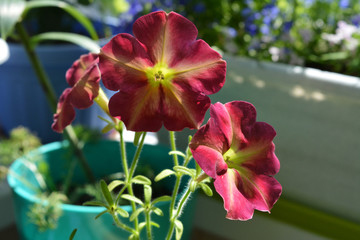 Beautiful bright petunia flowers by midsummer. Balcony greening with decorative plants.