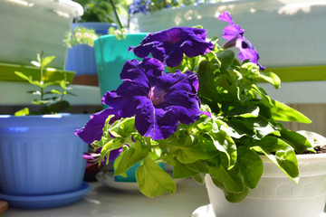 Purple petunia flowers grow in flower pot. Balcony greening with decorative potted plants.