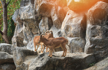 Mountain Goats
