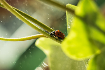 ladybug on a green leaf, macro photography, close-up plan, plant geranium and insect