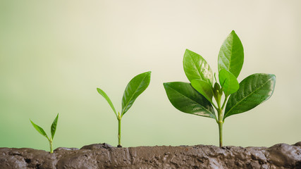 Business grow up, Young Plant Growing