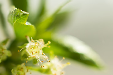 cherry flowers with leaves close-up, pistils and stamens, spring theme. space for text, selective focus, summer concept