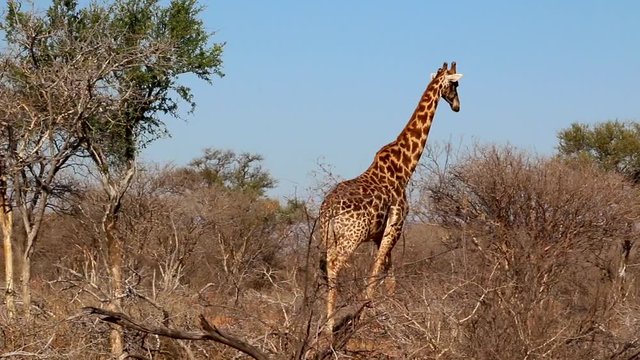 A static shot of a lonely male Giraffe walking away through the bushveld.