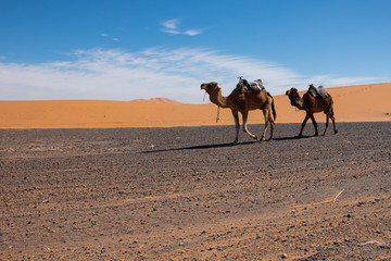 Two camels walk the Erg Chebbi desert towards Merzouga, Morocco