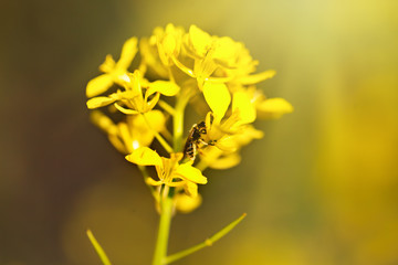 Beautiful fields of Bright yellow wild flowers. Summer. Winter cress. Barbarea.