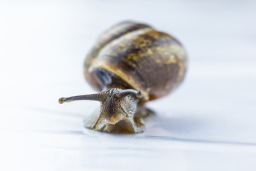 The beautiful macro shot of isolated funny inquisitive snail on the white background doing his slow stroll