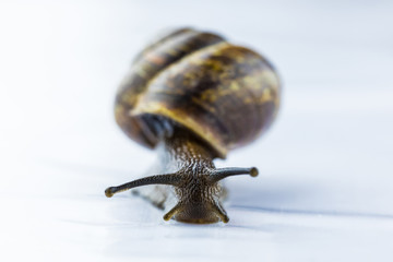 The beautiful macro shot of isolated funny inquisitive snail on the white background doing his slow stroll