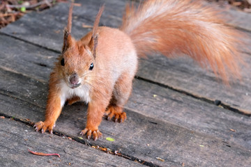 Young red squirrel with a fluffy tail