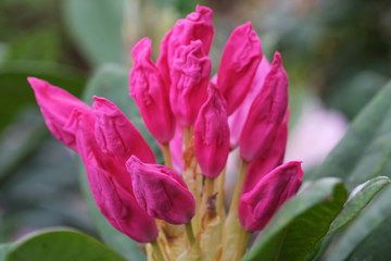 Beautiful spring flowers on rhododendron