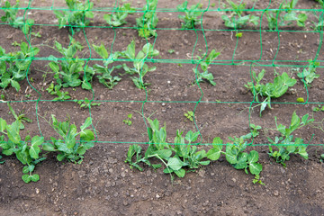 young organic pea plants in the garden creeping through a grid - selective focus