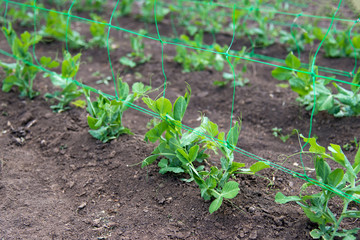 young organic pea plants in the garden creeping through a grid - selective focus