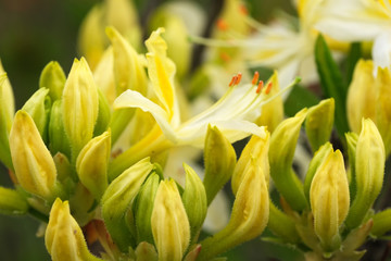 Beautiful spring flowers on rhododendron