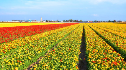 Colorful flower fields in Holland