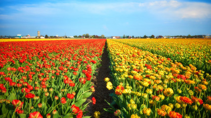 Red and yellow tulip fields in Holland