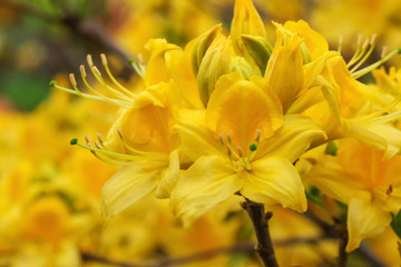 Obraz premium Beautiful spring flowers on rhododendron
