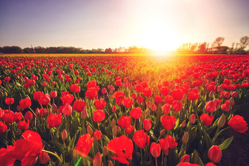 Fototapeta na wymiar Vibrant sunset at the red tulip field in Holland