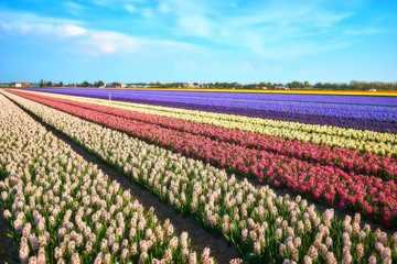 Fototapeta na wymiar Colorful flower fields in Holland