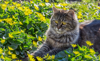 Portrait of fluffy gray cat. Cute cat in flower bed.