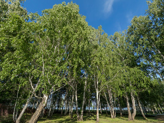 birch tree against the blue sky in the sunny summer day