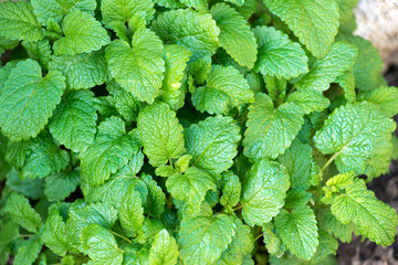 Fresh lemon balm growing in the spring garden - top virew
