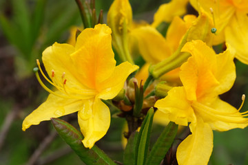 Beautiful spring flowers on rhododendron