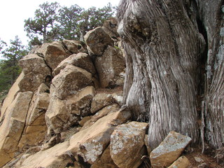 A view from the bottom of the majesty of the trees of the high-mountain forest, which hold strong roots behind the stone rock peaks.