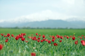 Beautiful tulip flower and green leaf background in the garden at sunny summer or spring day.
