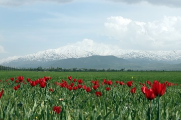 Beautiful tulip flower and green leaf background in the garden at sunny summer or spring day.
