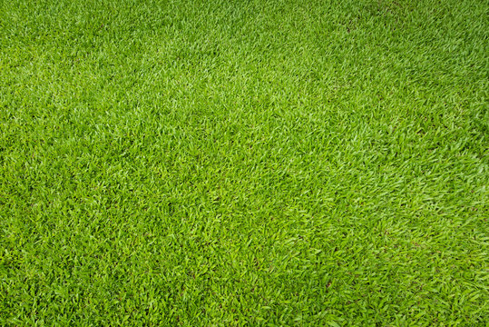 Green grass background and textured, Top view and detail of turf floor at soccer field.