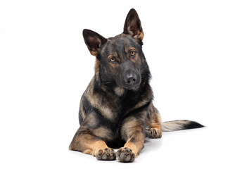 Studio shot of an adorable German Shepherd dog looking curiously at the camera © kisscsanad
