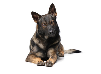 Studio shot of an adorable German Shepherd dog seems to wink