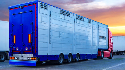 A trailer animal transport . Special truck and trailer for transportation of pigs . Transport of live animals . 