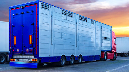 A trailer animal transport . Special truck and trailer for transportation of pigs . Transport of...