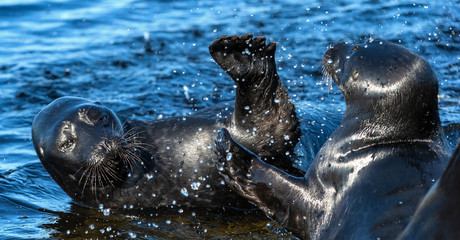 Fighting Ladoga ringed seals. Blue water background. Scientific name: Pusa hispida ladogensis. The Ladoga seal in a natural habitat. Ladoga Lake. Russia