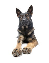 Studio shot of an adorable German Shepherd dog looking up curiously