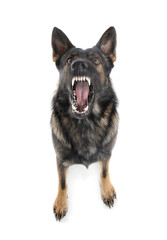 Studio shot of a wild and fearful German Shepherd dog standing on white background