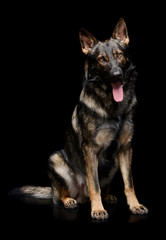 Studio shot of an adorable German Shepherd dog looking satisfied
