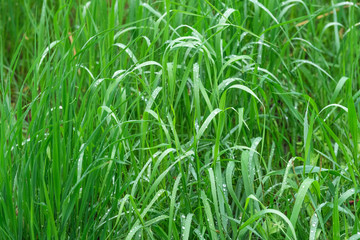 Natural green background of grass