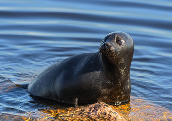The Ladoga ringed seal resting on a stone. Scientific name: Pusa hispida ladogensis. The Ladoga seal in a natural habitat. Ladoga Lake. Russia