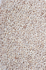 Heap of pearl barley grains