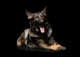 Studio shot of an adorable German Shepherd dog looking satisfied