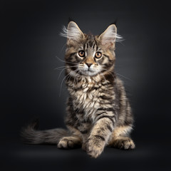 Obraz premium Cute black tabby Maine Coon kitten, sitting facing front. Looking at lens with brown eyes. Isolated on black background. Front paw playful in air.