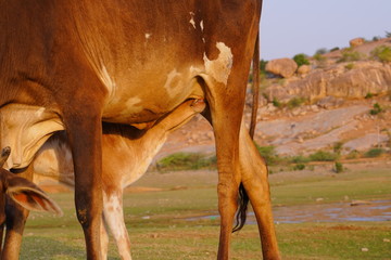 cattles near river and hill places 
