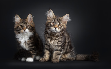 2 Cute black tabby Maine Coon catkittens, sitting facing front. Looking at lens with brown eyes. Isolated on black background.