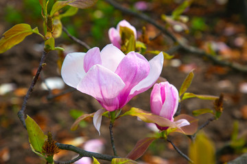 magnolia