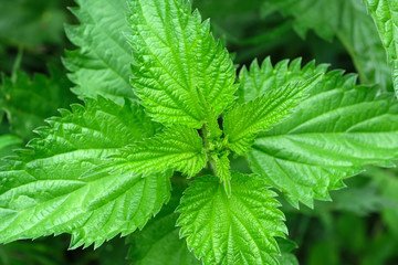 Medicinal plant herb nettle