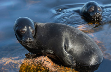 Naklejka premium The Ladoga ringed seal resting on a stone. Scientific name: Pusa hispida ladogensis. The Ladoga seal in a natural habitat. Ladoga Lake. Russia