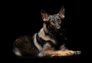 Studio shot of an adorable German Shepherd dog looking curiously at the camera